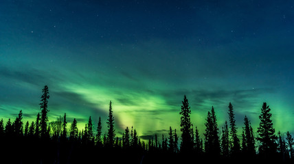 Deep green Aurora behind silhouetted pine trees, starry blue sky