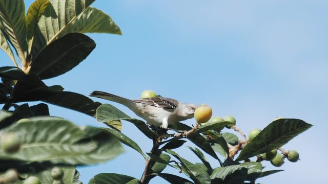 Mocking Bird Struggles to Eat Fruit on Tree Branch - Slow Motion