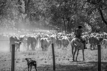 gaucho, campero, vaquero