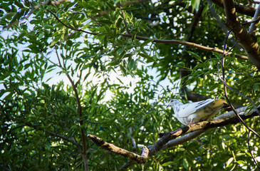 dos aves, paloma
