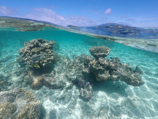 Coral reef sea life in Rarotonga Cook Islands