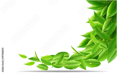 "Green tea leaves vector nature background." fichier ...