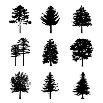Tree Black Silhouettes Nature Forest Vector Illustration