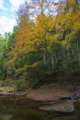 Fototapeta premium 色づく木