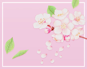 Flower illustration. cherry blossoms.