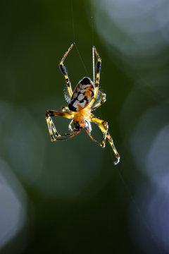 Image of an opadometa fastigata spiders(Pear-Shaped Leucauge) on the spider web. Insect. Animal
