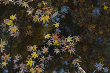 渓流に落ちた葉