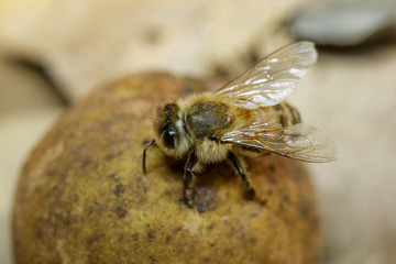 The bee is sucking the sweet nectar from the longan on the ground.