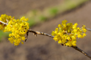 Photo of blooming yellow twig dogwood in garden in spring