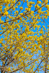 Photo of blooming yellow twig dogwood in garden in spring