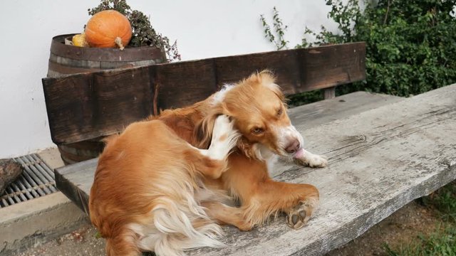 Adult cute dog scratching ear with paw while sitting outside a house