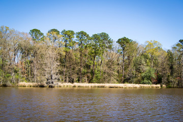 Trees by the river bed