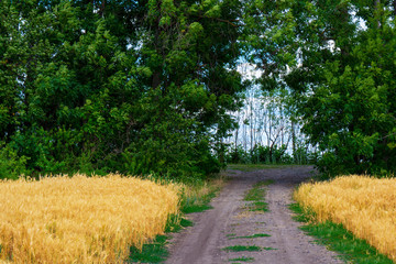 Photo of dirt road on wheat field with trees and sky at summer