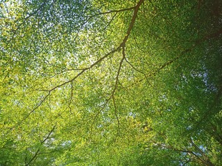 View from below the tree, see the branches and leaves, there is strong sunlight at noon.