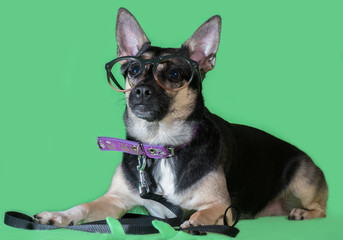 Funny dog mongrel with glasses on green background