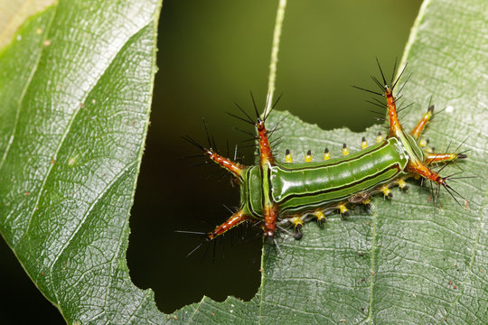 Image of Stinging Nettle Slug Caterpillar (Cup Moth, Limacodidae) "Green Marauder" on green leaves. Insect. Worm. Animal.