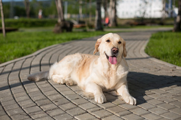 Portrait of lovely golden retriever dog is lying on path in the park. Cute golden girl is having relax outdoor after grooming