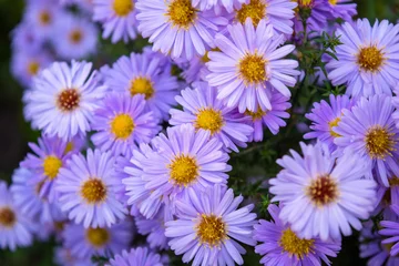 Cercles muraux Marguerites Photo of violet chamomiles on green leaves background