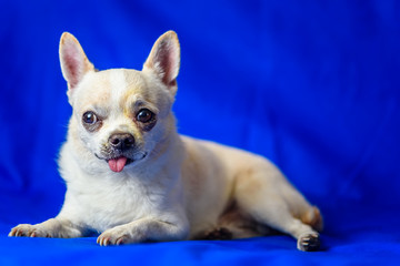 portrait of chihuahua on blue background