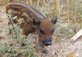 Funny and attractive piggy as symbol of 2019 year