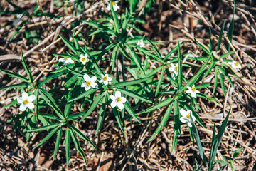 Seamless Tileable Texture of Spring Lawn with White Flowers.