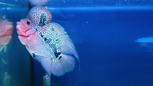  Flowerhorn cichlid fish in blue aquarium 