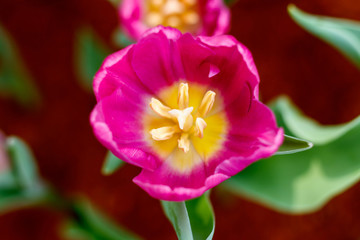 Tulip in the garden colors make the world beautiful., The smell of tulips morning fresh air, oxygen to the body to work in the day, a place to rest, the event..