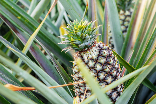 Pineapple in farm with growing.