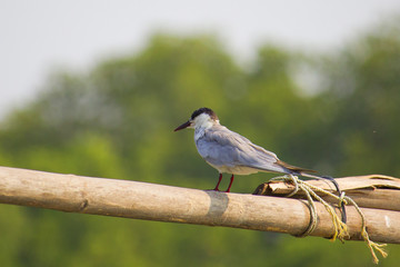 Small bird on bamboo in Asia