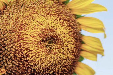 Sunflower with texture.