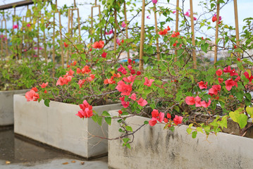 Bougainvillea paper flower in square cement pot at roof top floor.