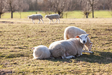 Obraz na płótnie Canvas sheep in the field