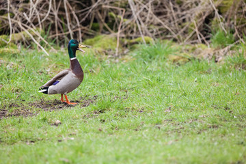 The Wild duck