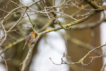 An European Robin