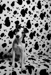 Parson Jack Russell Terrier sitzt auf Decke sw