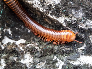 Big Millipede on the old wall of the house