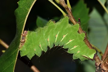 A large Polyphemus caterpillar (Antheraea polyphemus) in its late instar stage is  busy feeding upon oak leaves during the night hours.