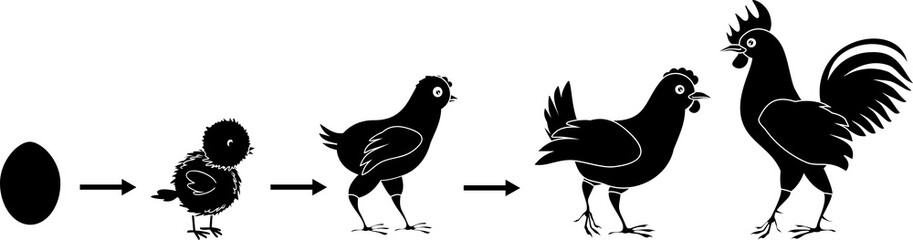 Chicken life cycle with titles. Stages of chicken growth from egg to adult bird