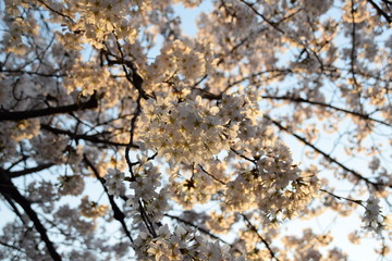 夕日に照らされた桜