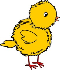 Little yellow chicken on white background