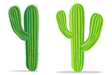 Cactus, realistic green cacti with spines. Cactus with shadow.