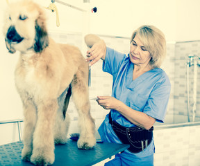 woman hairdresser cuts Afghan puppy Shepherd in beauty salon for animals