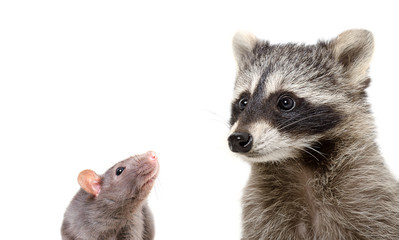 Portrait of curious rat and funny raccoon, closeup, isolated on white background