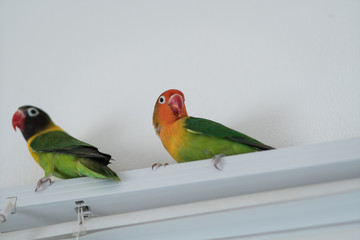Parrots of the breed are in love