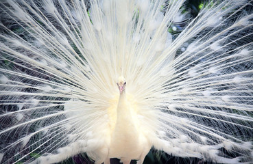 Close-up of white male peacock