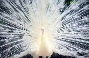 Papier Peint photo Lavable Paon Close-up of white male peacock
