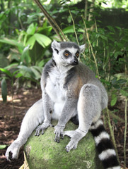Ringtailed lemur sits on a stone in the rainforest