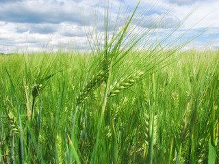 Green wheat ears on the field and a blue sky with clouds