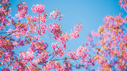 Obraz na płótnie Canvas Cherry flower Prunus cerasoides,Giant tiger flower.bright pink flowers of Sakura in 