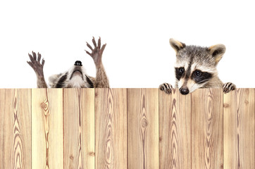 Two funny playful raccoons, peeking from behind a fence, isolated on white background